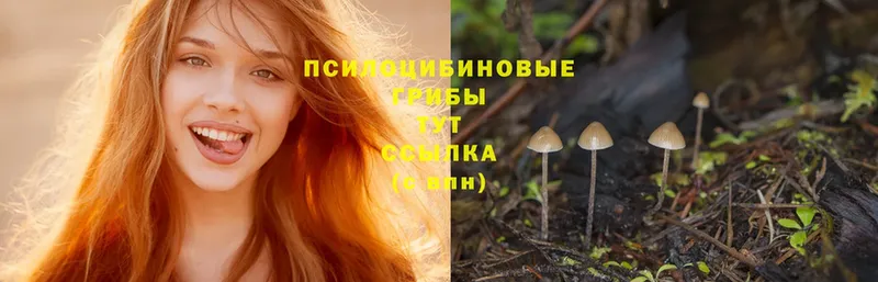 Псилоцибиновые грибы Psilocybe  Тара 